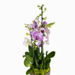 Trio de Orhidee Regale - Vera Flower Pitesti