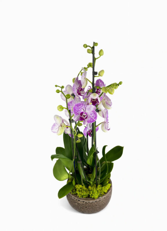 Trio de Orhidee Regale - Vera Flower Pitesti